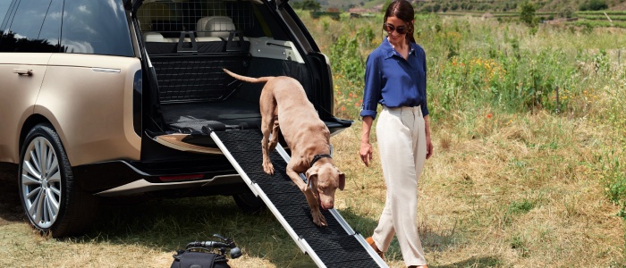 Dog stepping out of land rover boot