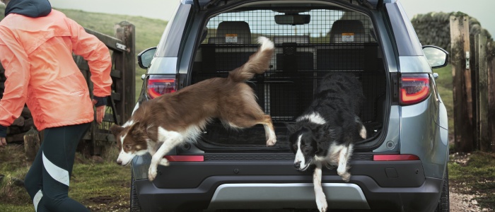 Dog using the land rover accessory packages