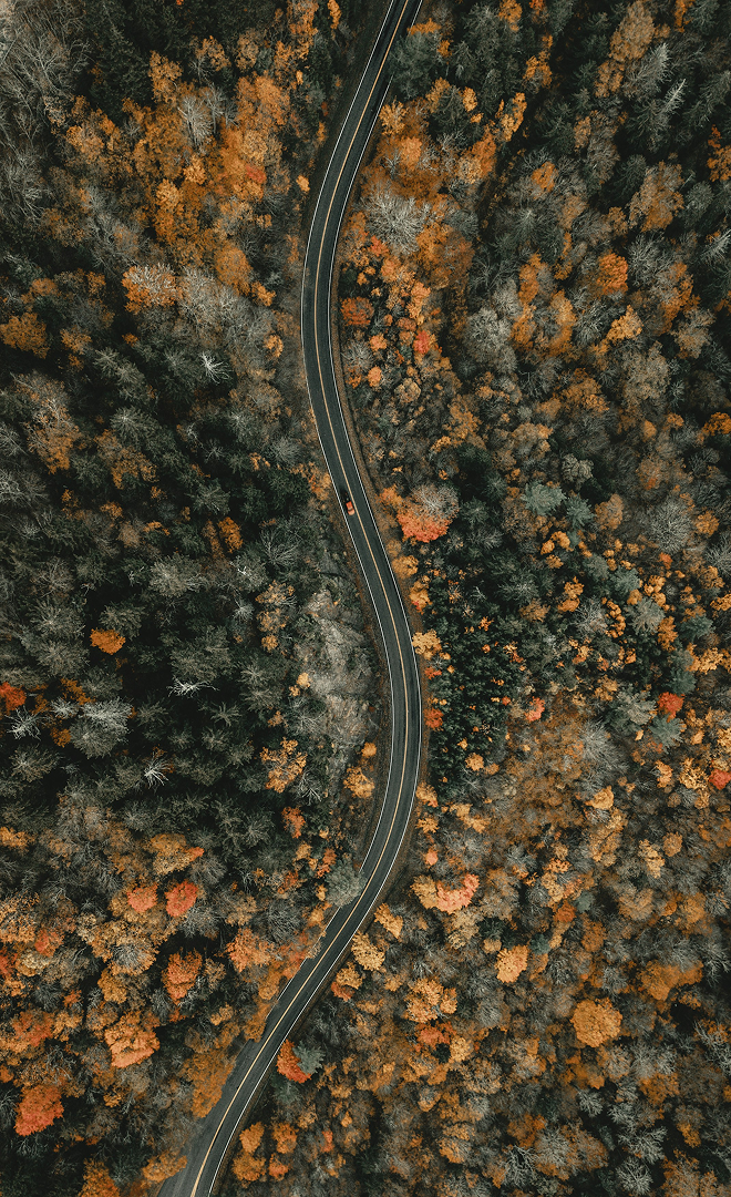 Birds-eye-view of a windy road surrounded by a forest of green and orange.