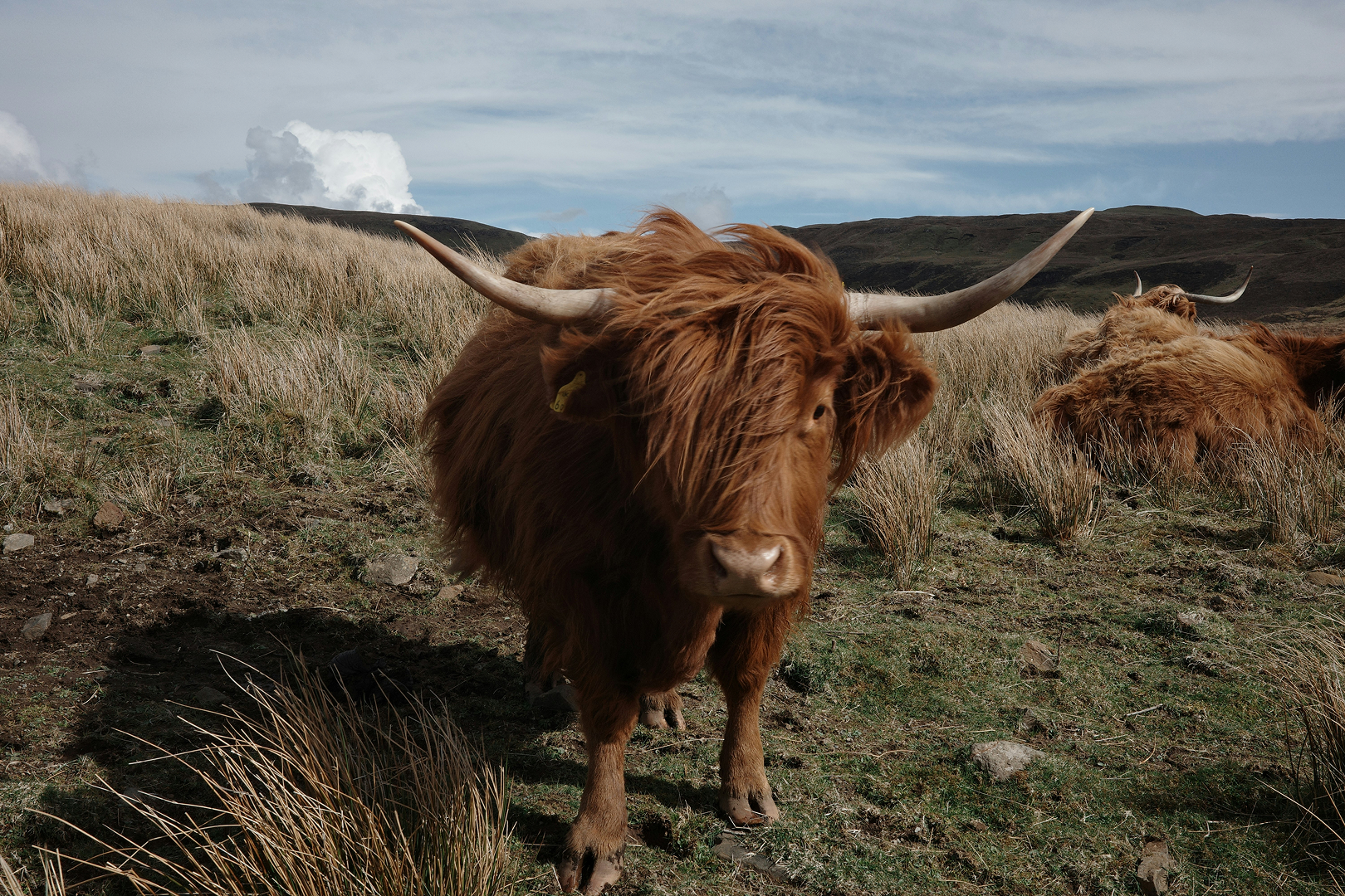Highland cow in the wind.